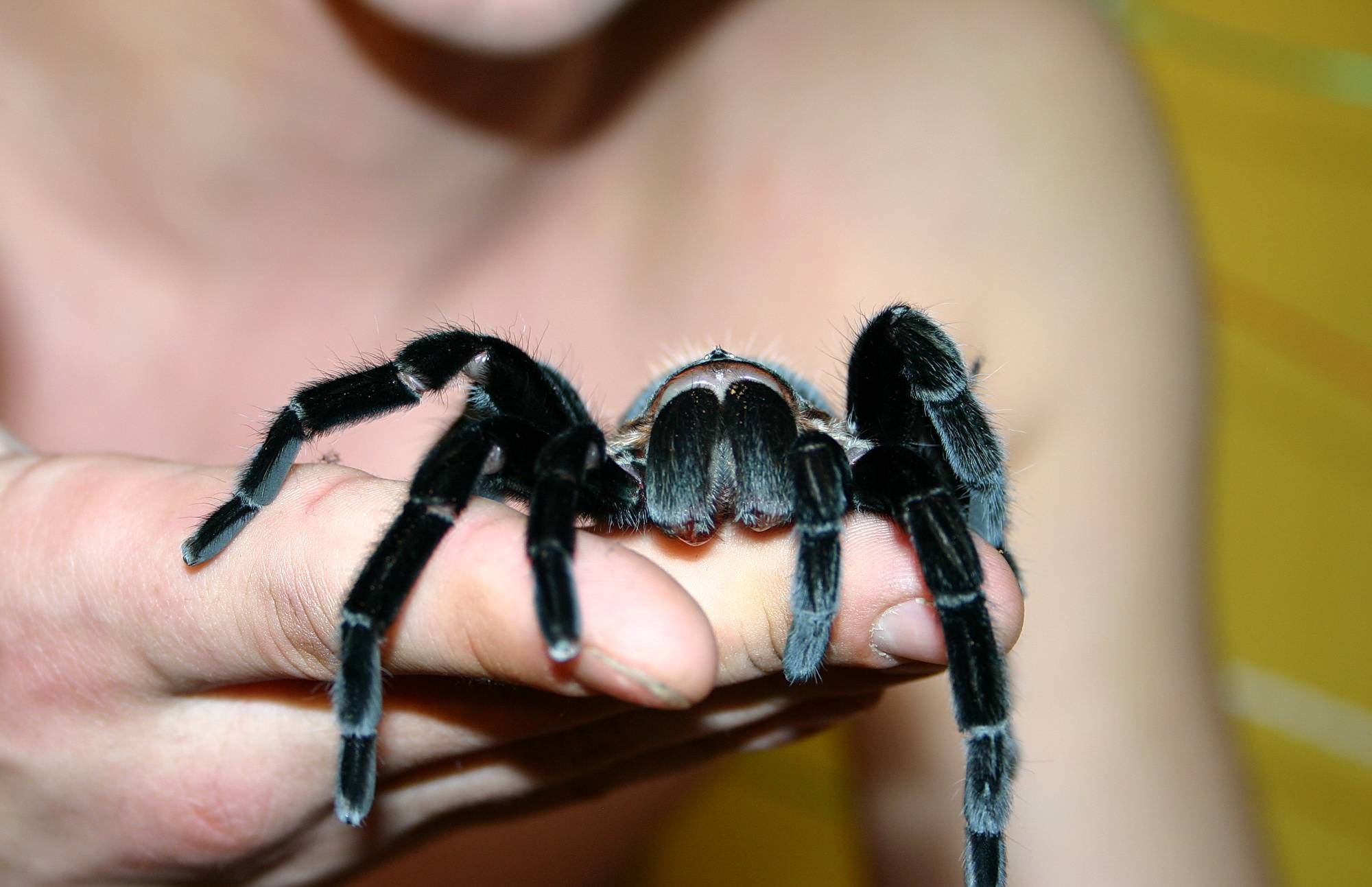 Real-Life Scorpion Display - 2